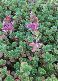 Sedum spurium 'Green Mantle'